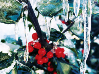 Frozen berries and icicles