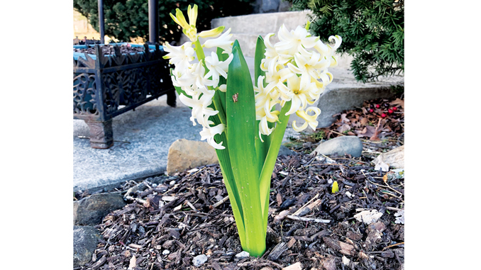 Hyacinths in full bloom.